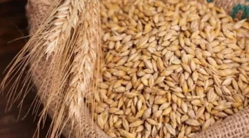 سعر طن الأرز الشعير يتراجع اليوم الثلاثاء 15 أكتوبر وتأثيره على الأسواق المحلية